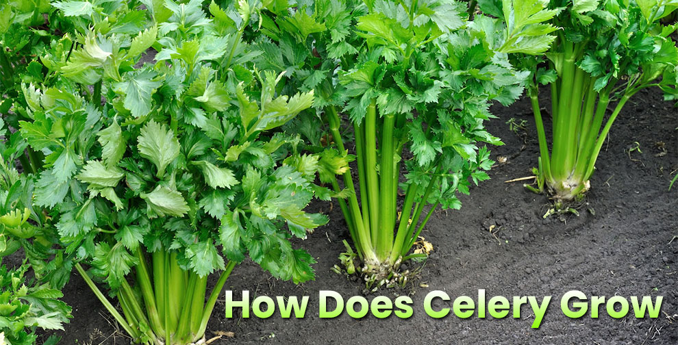 How Does Celery Grow