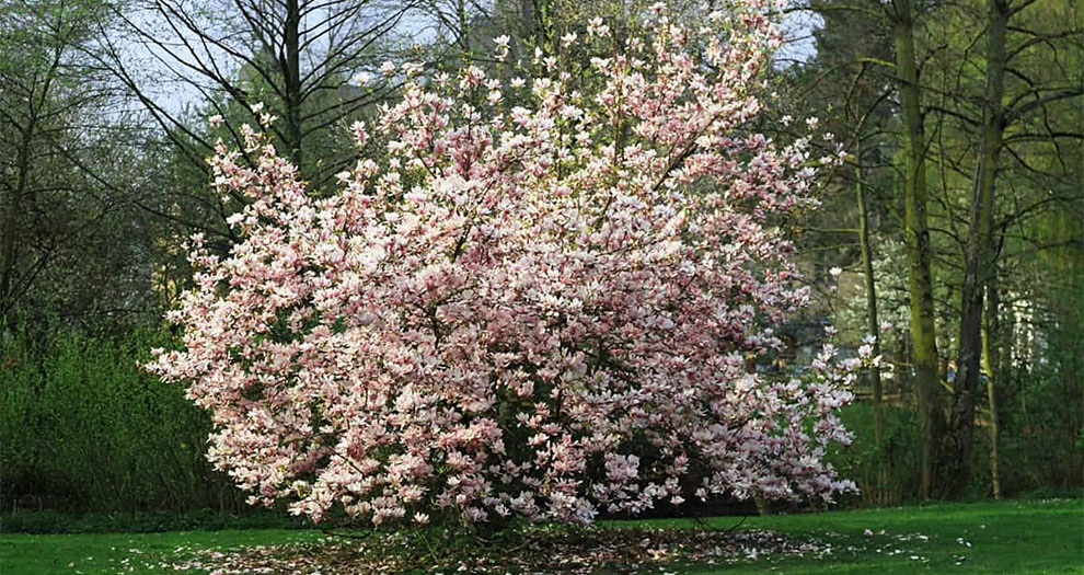 How Long Do Magnolia Trees Live
