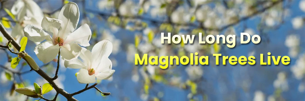 How long do magnolia trees live