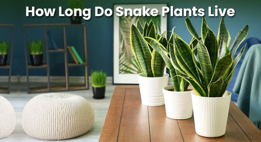 How Long Do Snake Plants Live