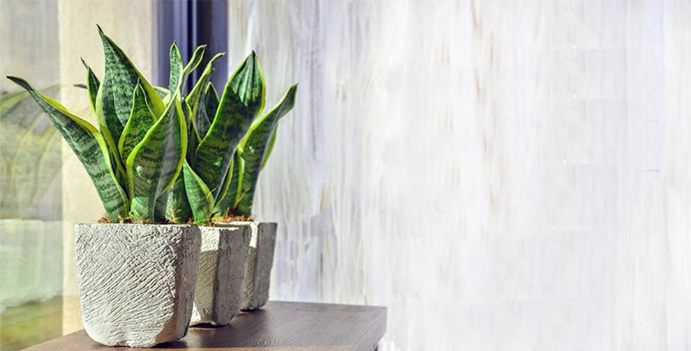 How Long Is The Sansevieria Lifespan