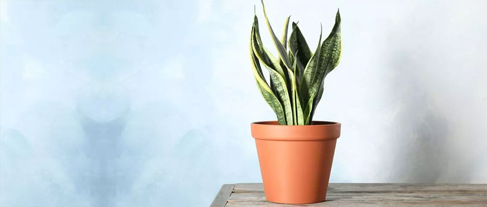 How To Boost Growth Of Snake Plant