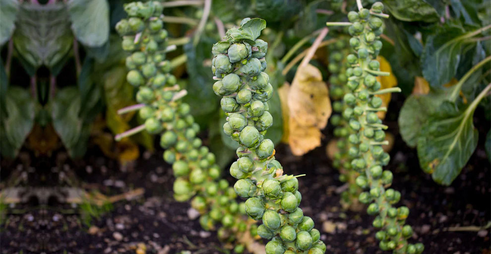 How To Grow Brussel Sprouts From Seed