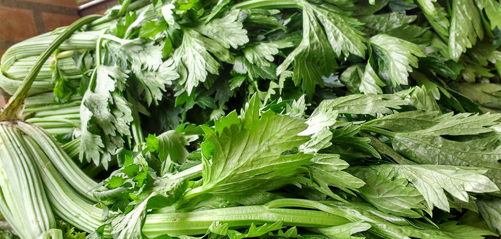 How To Harvest Celery Without Killing The Plant