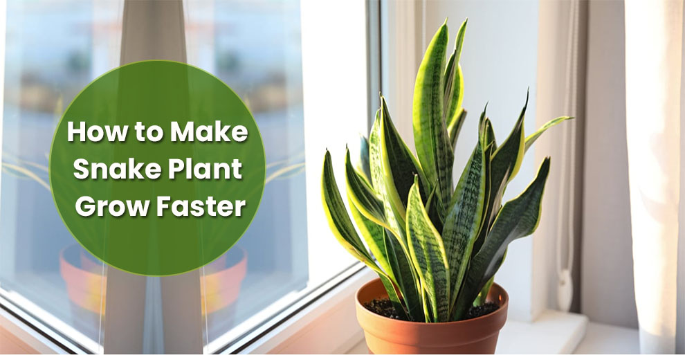 How to Make Snake Plant Grow Faster