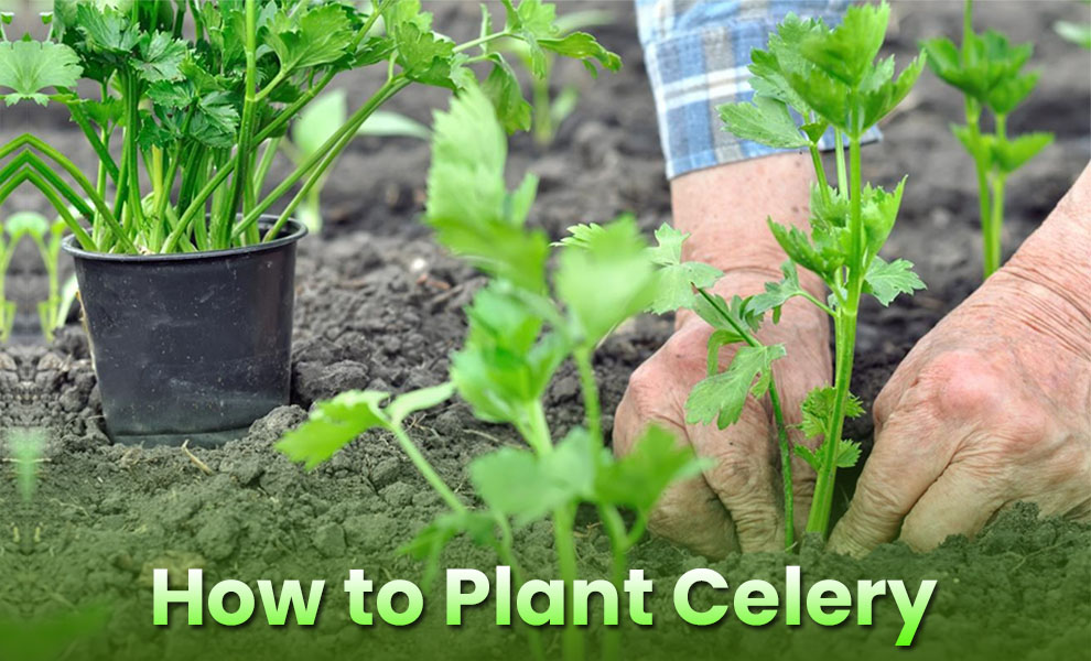 How to plant celery