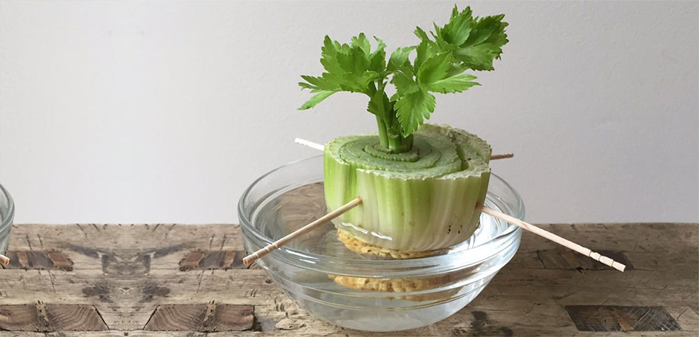 How to plant celery from scraps
