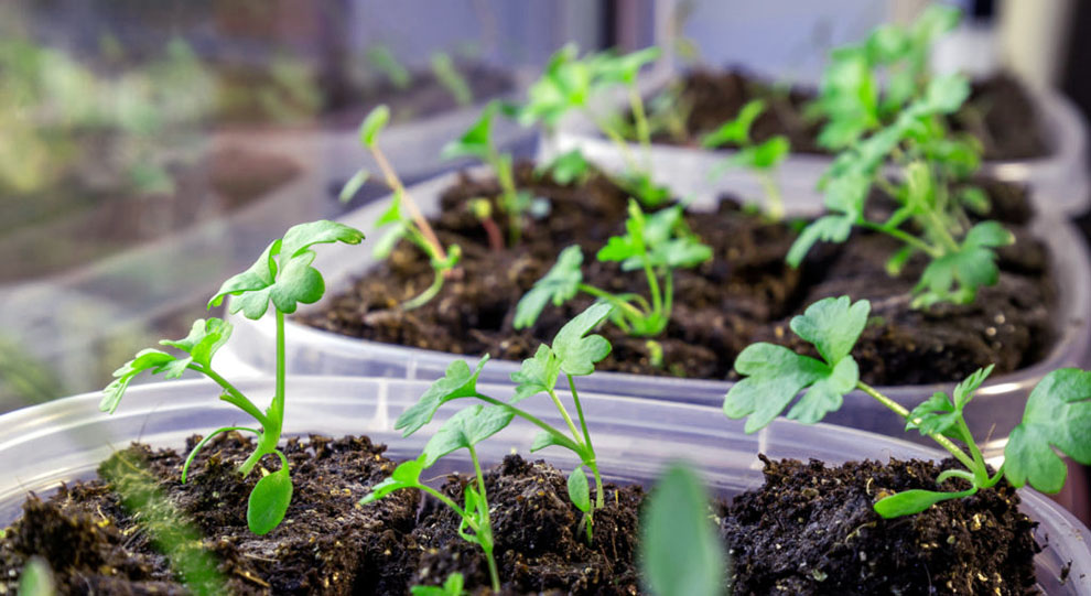 How to plant celery seeds