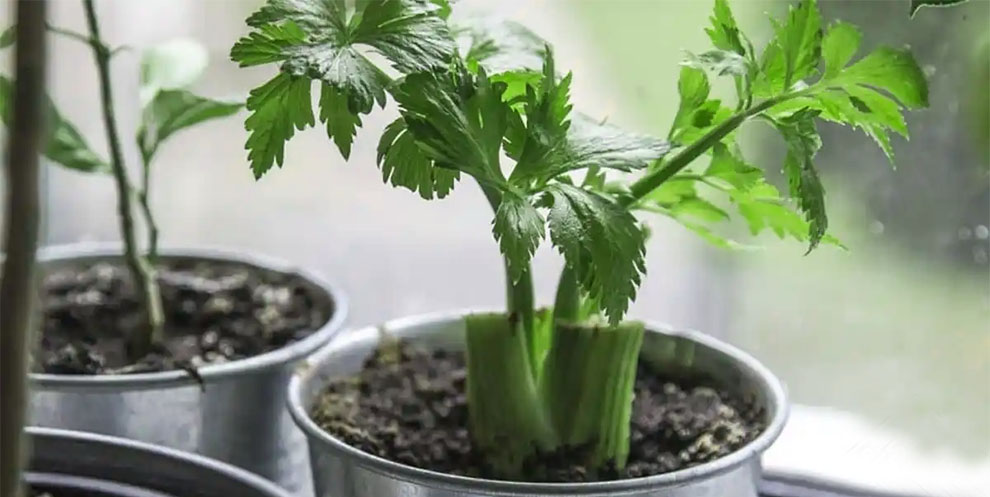 How to plant celery stalks