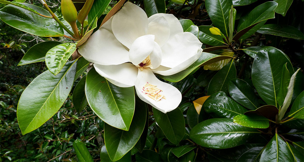 How To Take Care of A Magnolia Tree