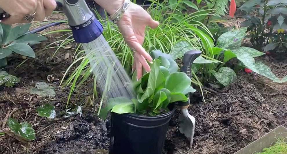 Hydrate your plants