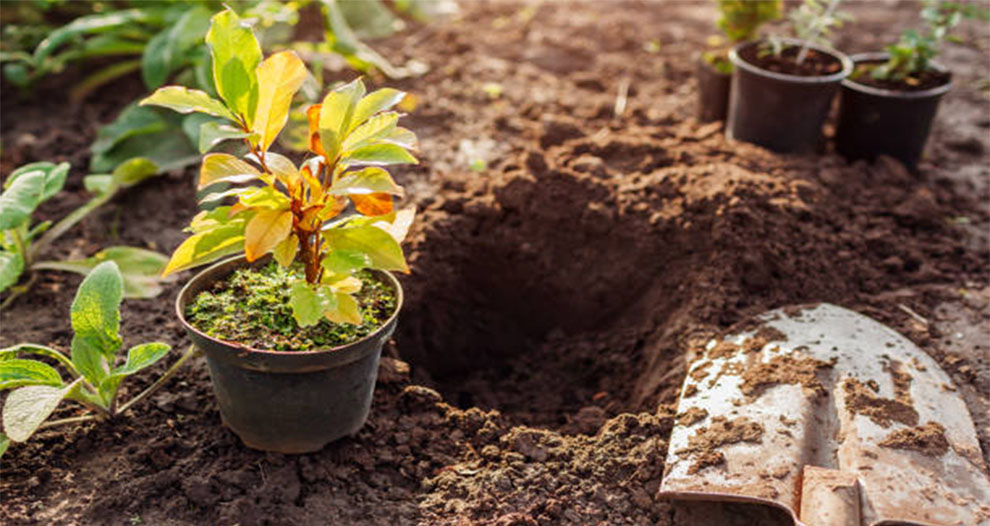 Ideal Soil Type for Magnolia Trees