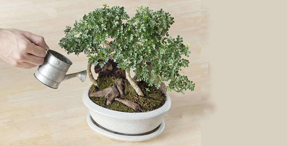 Indoor Bonsai Tree Care – How Is It Different