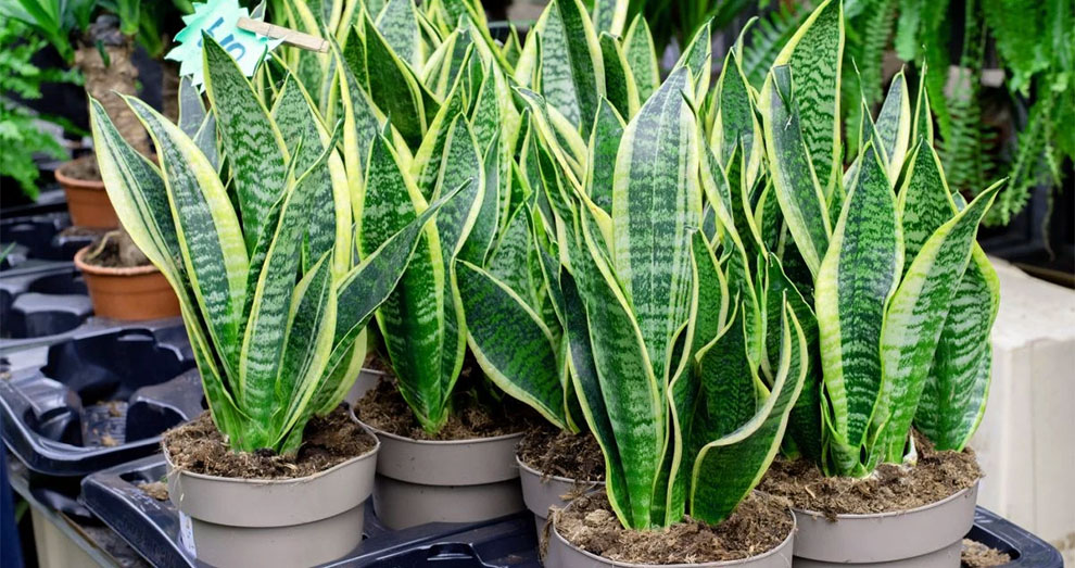 Is Snake Plant Care Indoors Different From Snake Plant Care Outdoors