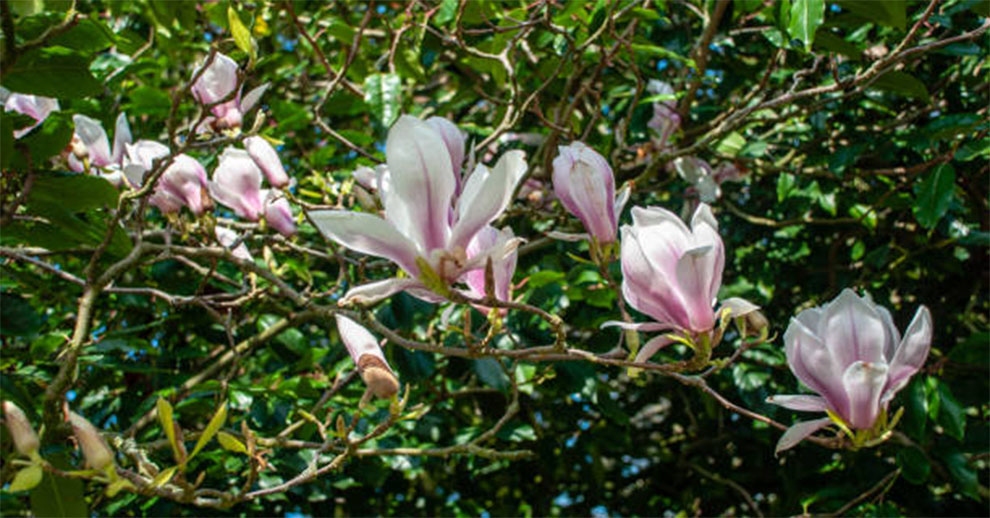 Jane Japanese Magnolia