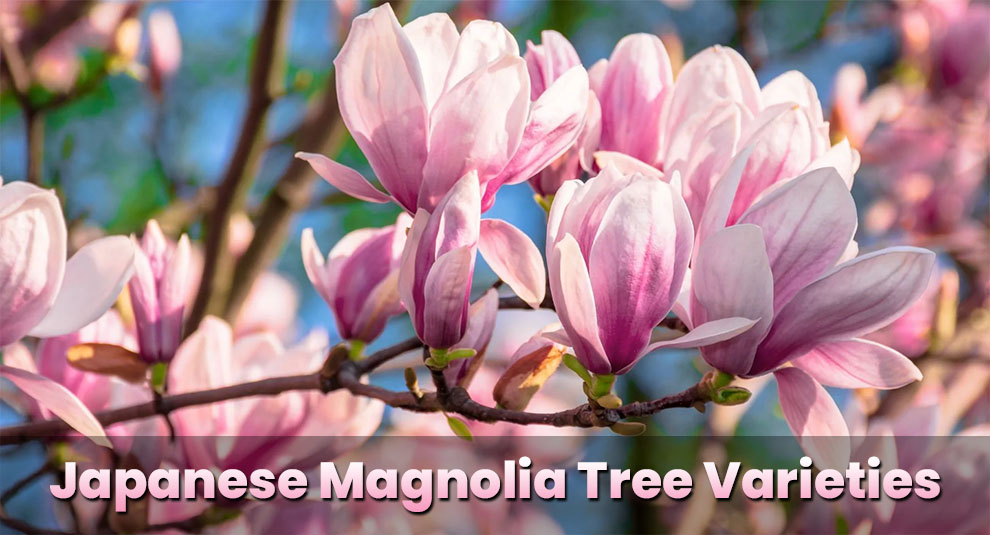  Japanese-Magnolia-Tree-Varieties