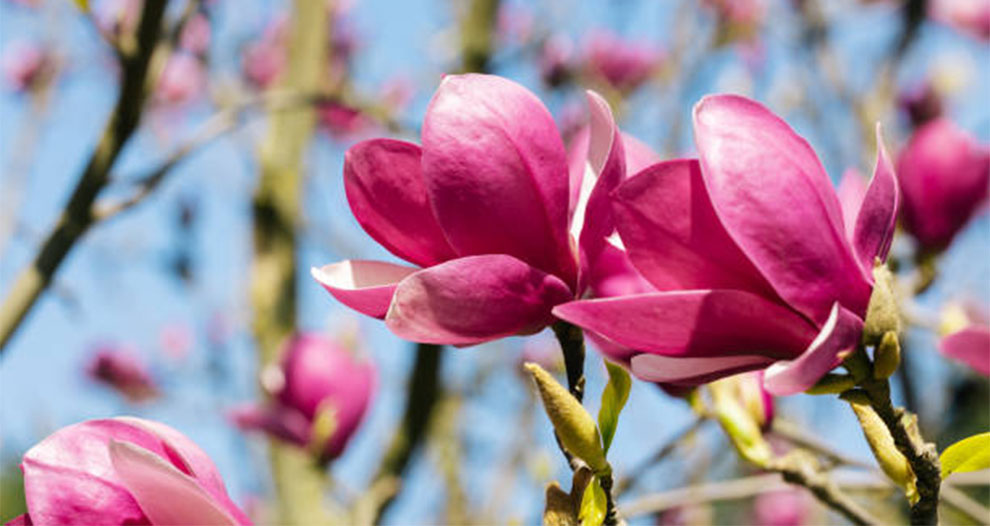 Magnolia Bush