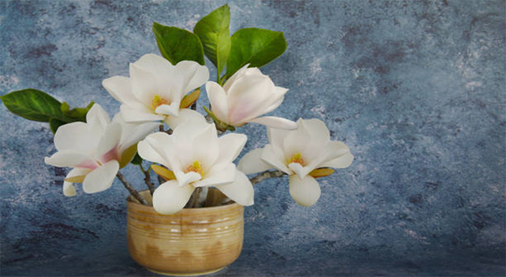 Magnolia Tree Care In A Pot