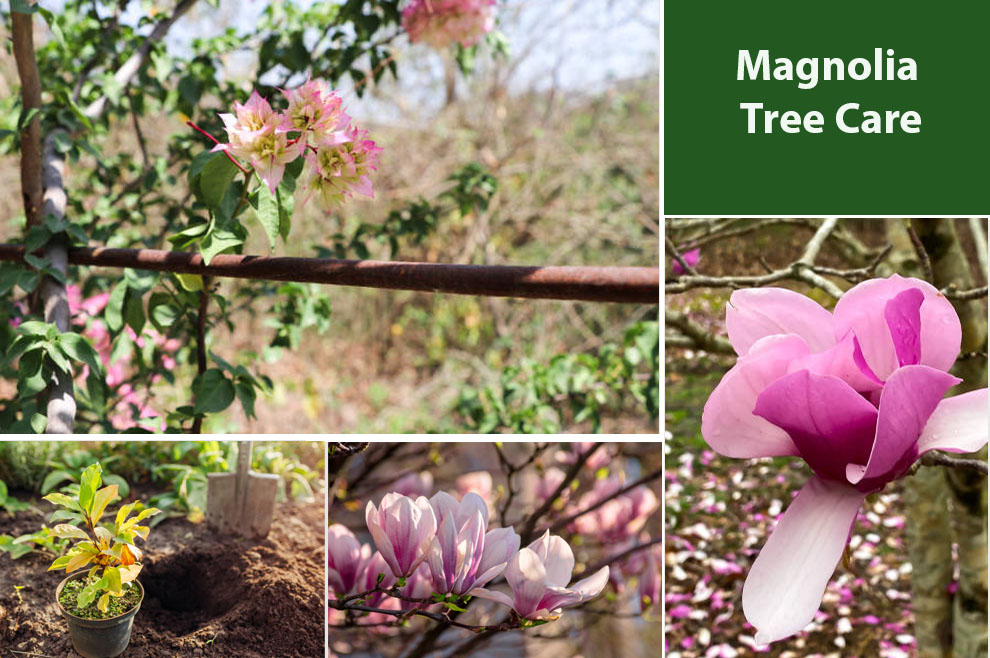 Magnolia Tree Care