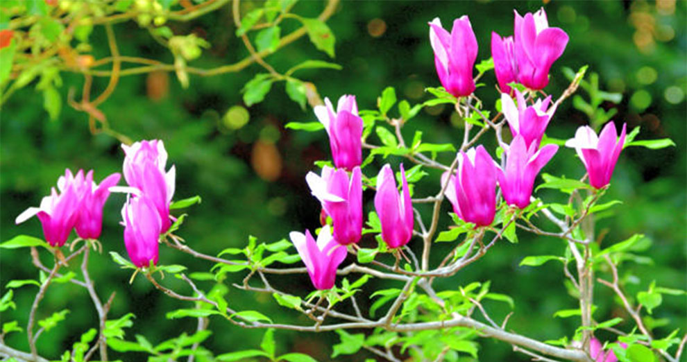 Magnolia Tree Into A Bush