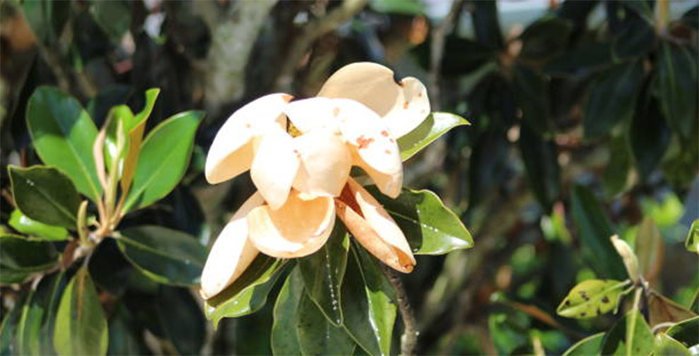 Magnolia Tree Is Dying