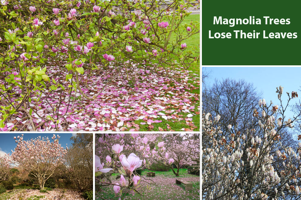 Magnolia Trees Lose Their Leaves