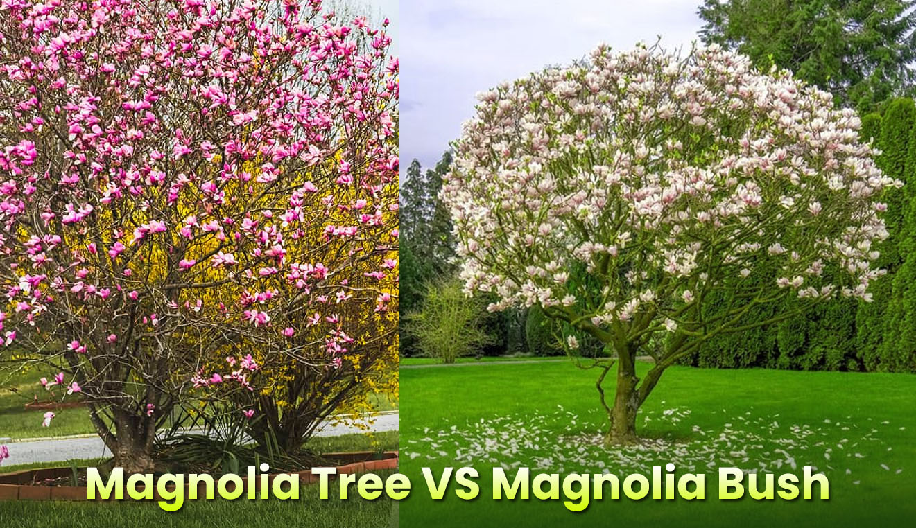 Magnolia tree vs magnolia bush