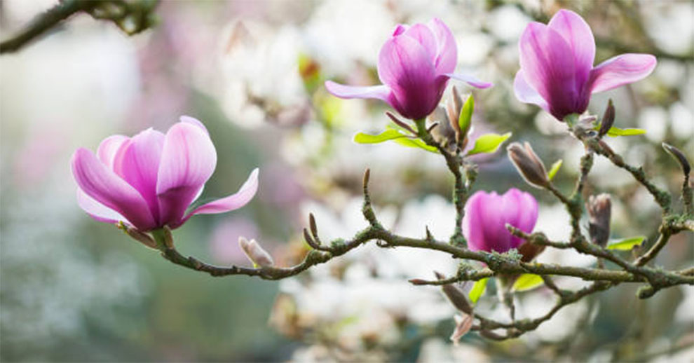 Magnolia Trees Best Look 