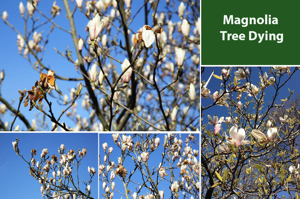 Magnolia Tree Dying