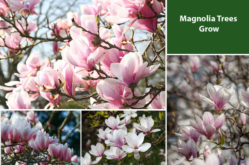Magnolia Trees Grow