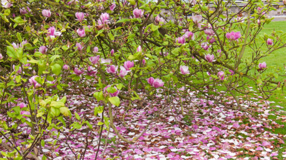 Magnolia Trees Keep Their Leaves In The Winter