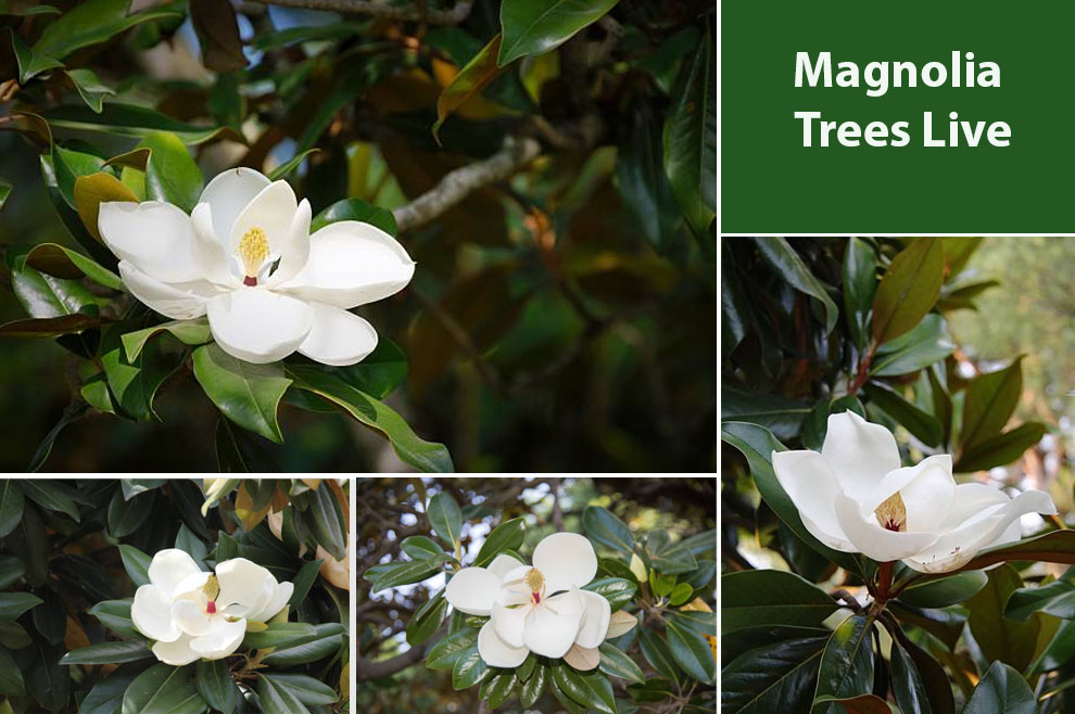 Magnolia Trees Live
