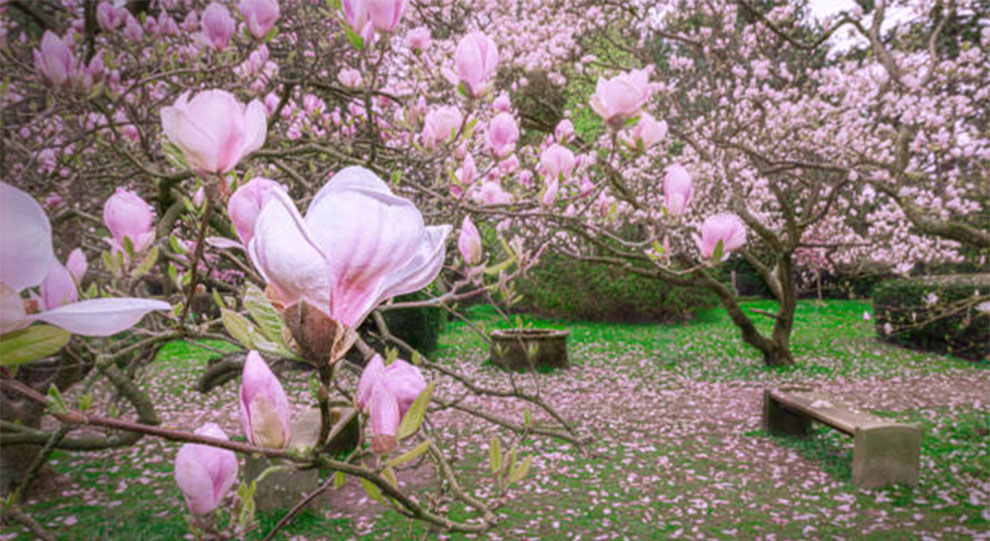 Magnolia Trees Lose Their Leaves In The Winter