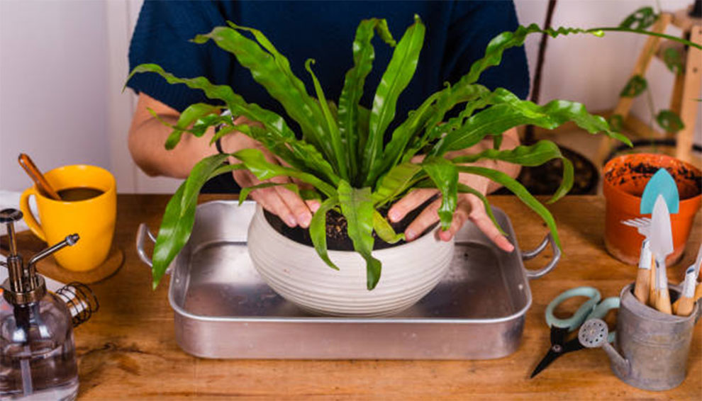 The Medicinal Advantage of a Snake Plant