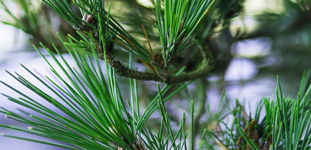 Needles or leaves