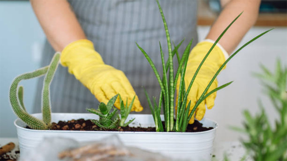 Place Your Snake Plant