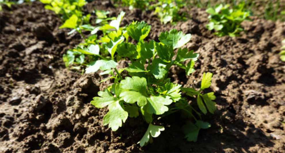 Plant Celery Seeds