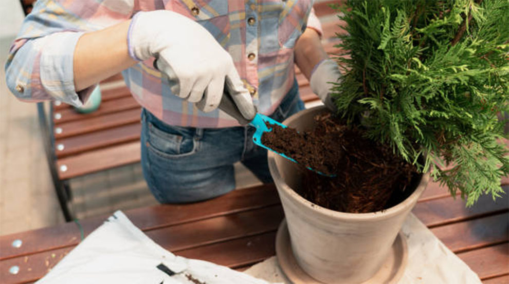 Prep Your Bonsai Before Winter