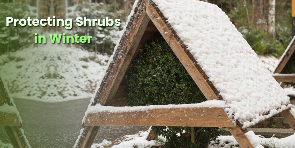 Protecting shrubs in winter 