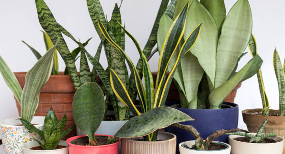 Reasons For Snake Plants' Leaves Curling