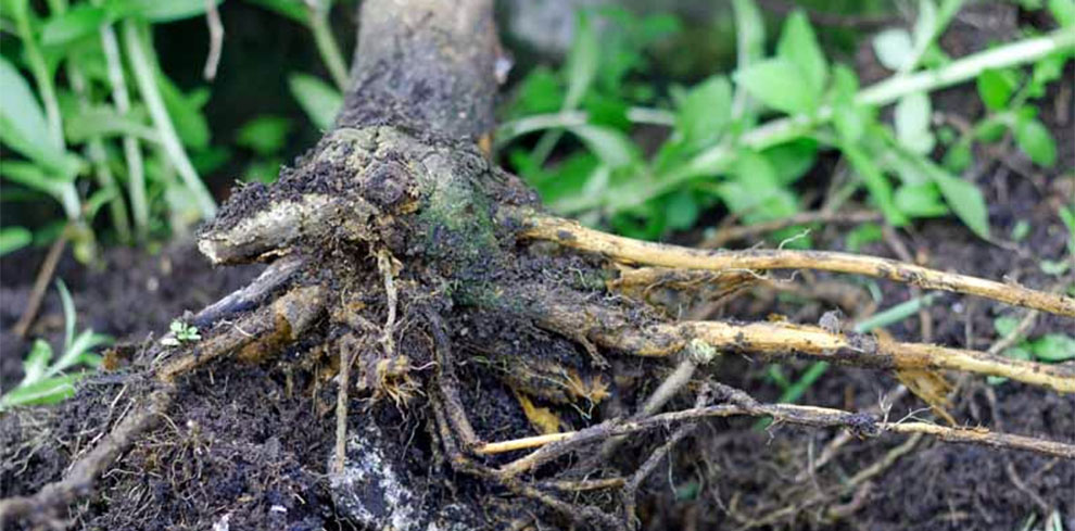 Root rot or overwatering