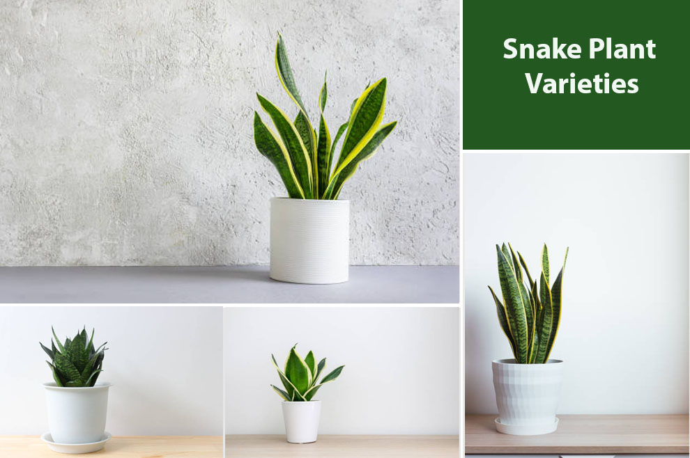 Snake Plant Varieties