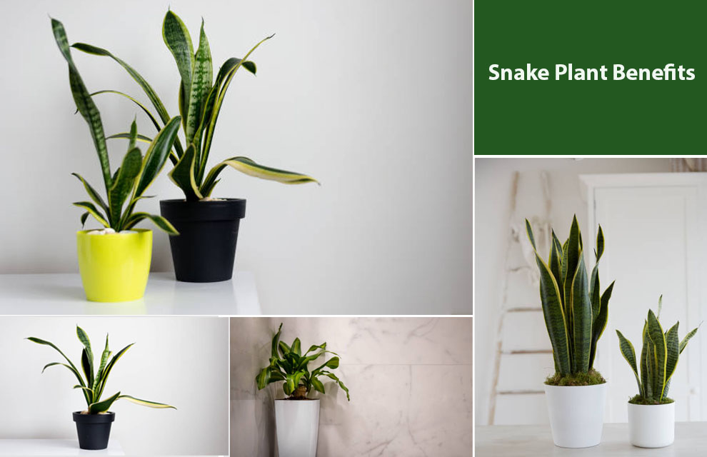 Snake Plant Benefits 