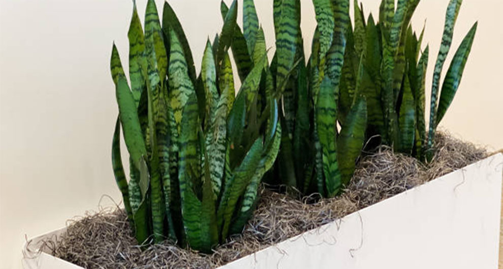 Snake Plant Benefits Feng Shui Entails