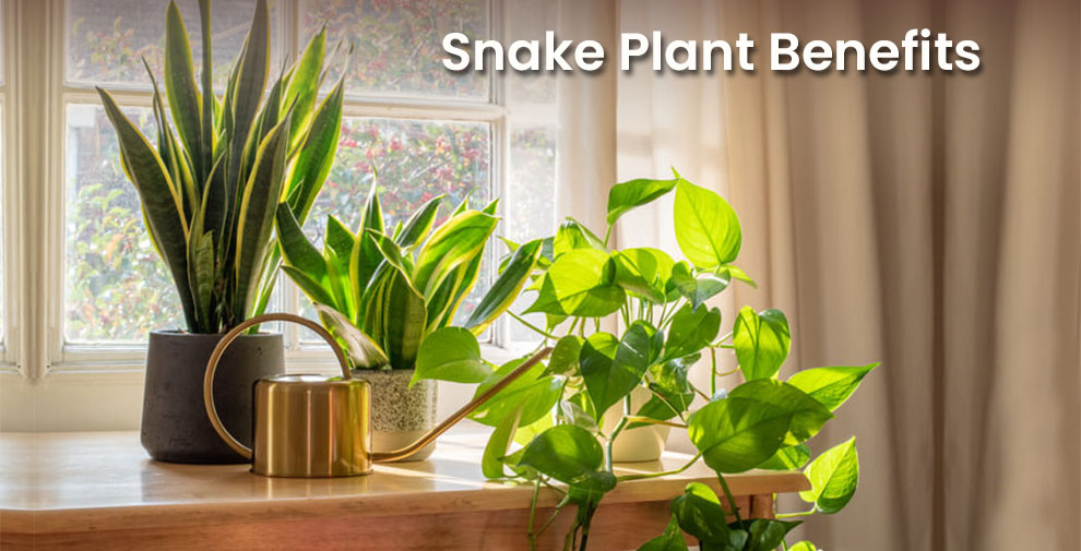 Snake Plant Benefits 
