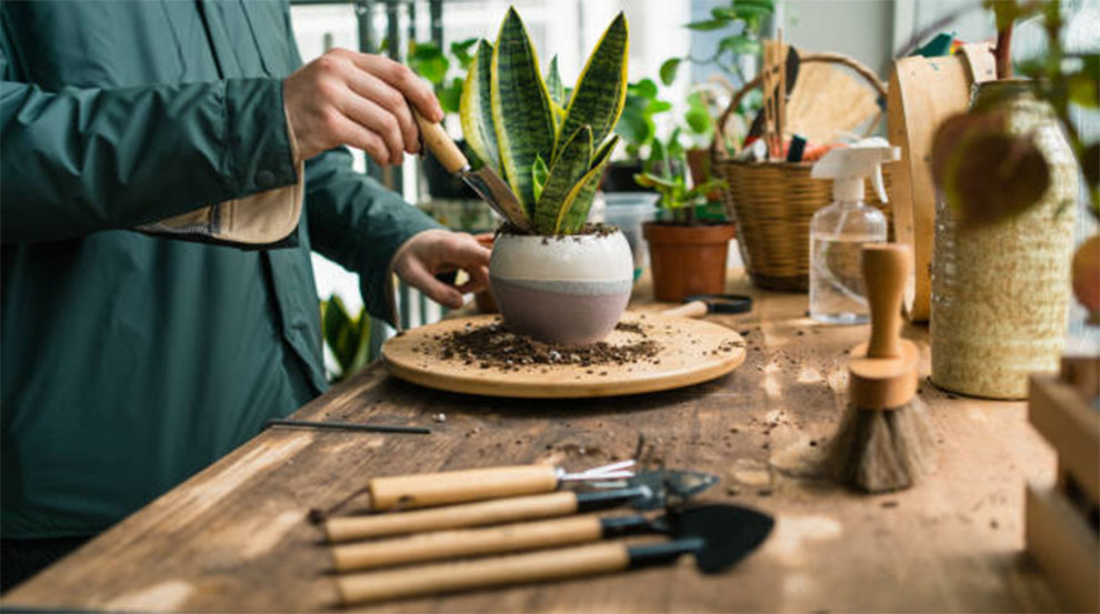 Snake Plant Care Indoors