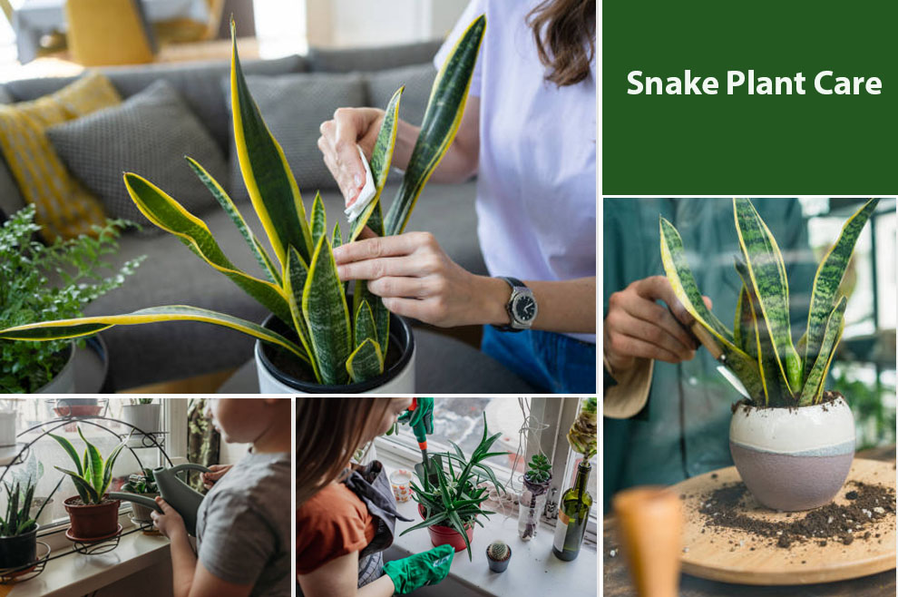 Snake plant care