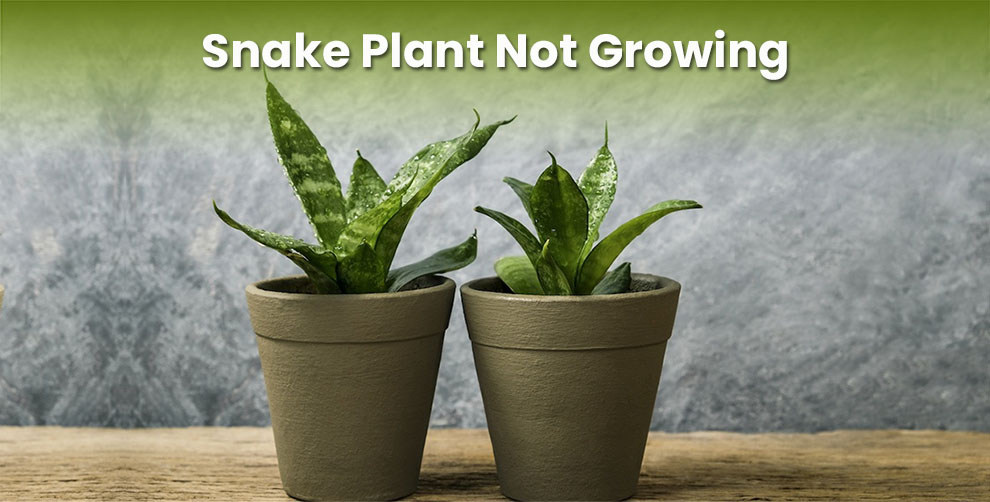 Snake Plant Not Growing Well - Reasons You Never Thought Of