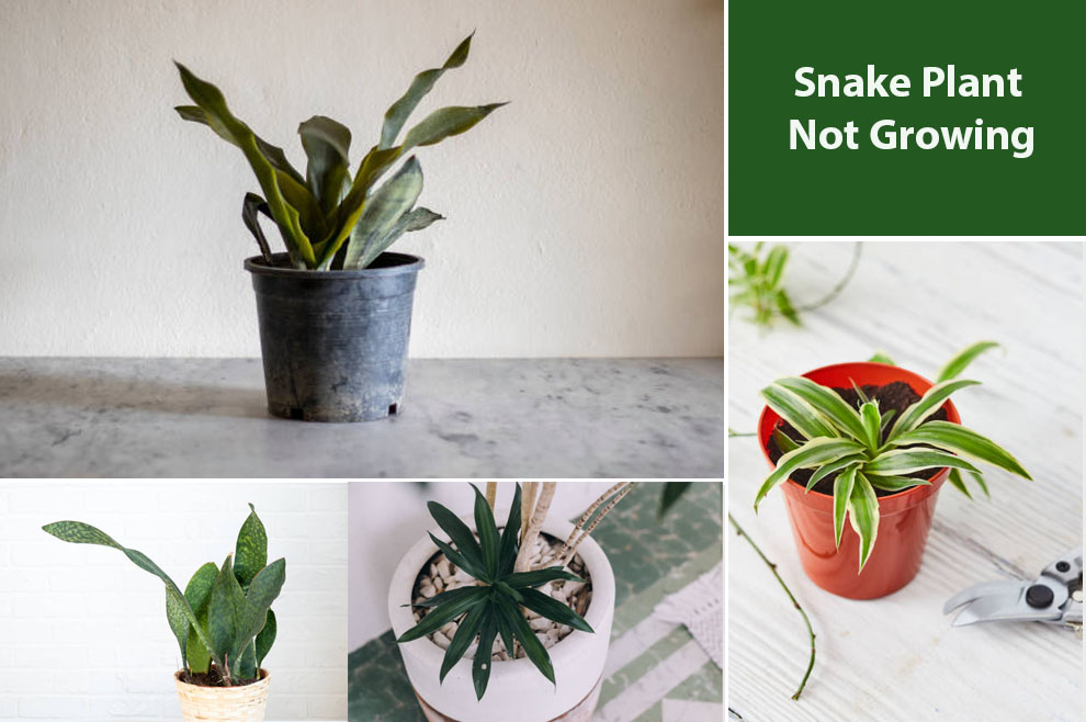 Snake Plant Not Growing