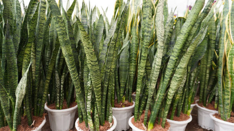 Snake Plant Spiritual Benefits